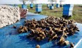 Държавата е напът да унищожи българското пчеларство