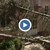 Огромни борове затрупаха детската градина в село Баниска