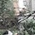 Дърво падна върху лек автомобил на булевард „Цар Освободител"