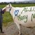 Британец предложи брак на любимата си с крава