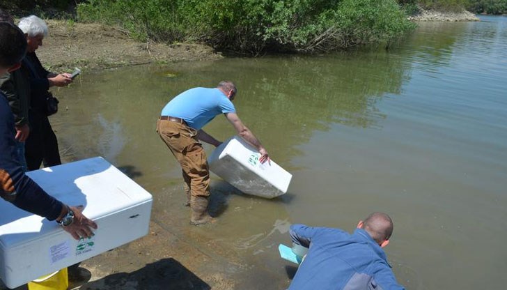 Змиорките са конфискувани от Митница Аерогара София Змиорките са конфискувани от Митница Аерогара София
