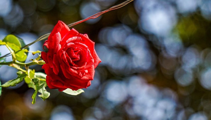 Въпреки всички несгоди, хората не са загубила духа и усета си към красивото....