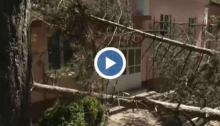15 дървета са посечени на две от бурята, обясни кметицата на селото
