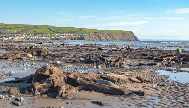 Гората е била под пясъка и водата в продължение на 4500 години