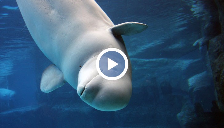 Белугата се гмурнала и захапала телефона, изпаднал от джоба на жената