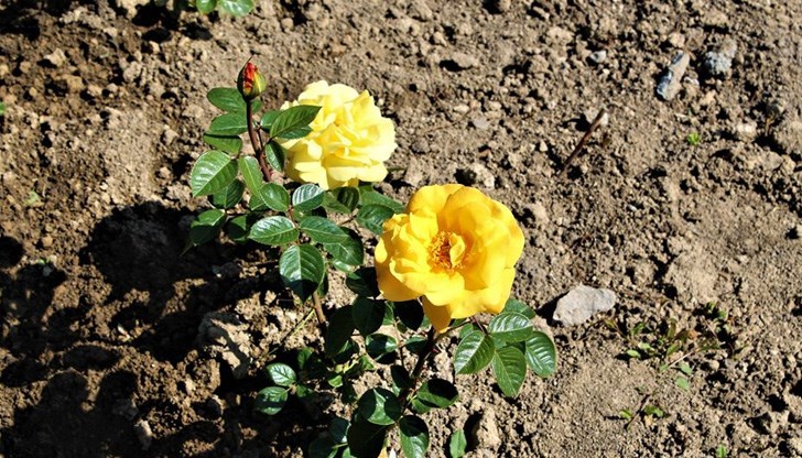 Една разходка в парка би ни подействала чудесно днес