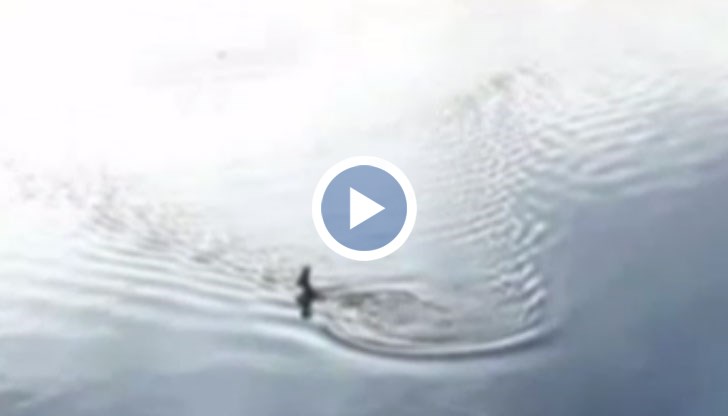 Бестващото животно не е могло да се измъкне от водния капан с часове