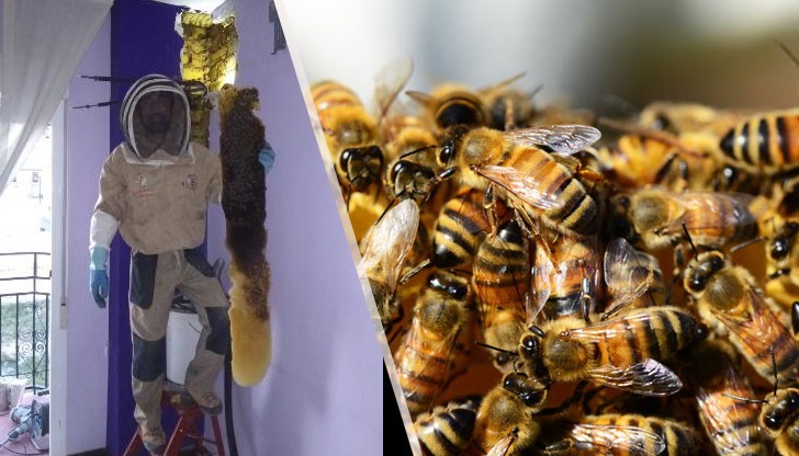 Пчеларят бил шокиран от находката