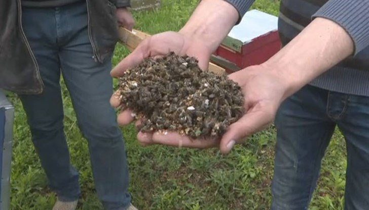 Стотици пчелни семейства измират заради пръскане с пестициди