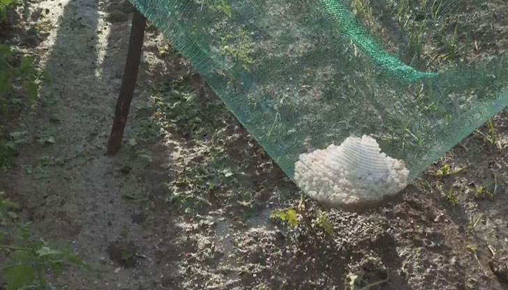 Унищожителна градушка вчера имаше в почти цяла Северозападна България Унищожителна градушка вчера имаше в почти цяла Северозападна България