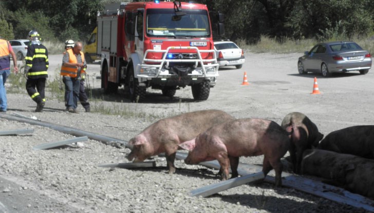 Очаква се специализирани екипи да хванат животните