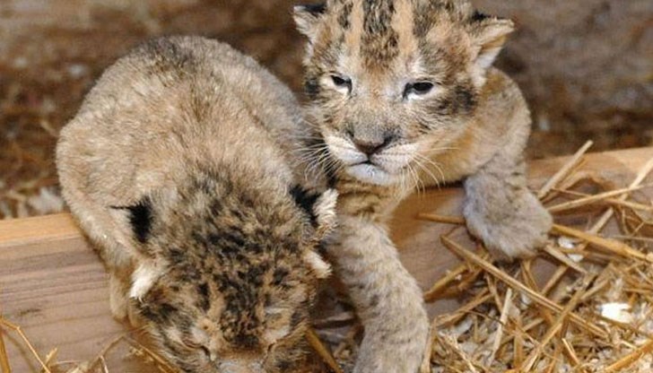 Смъртта настъпила днес, уточни шефът на зоокъта в Хасково Валентин Ахтаров
