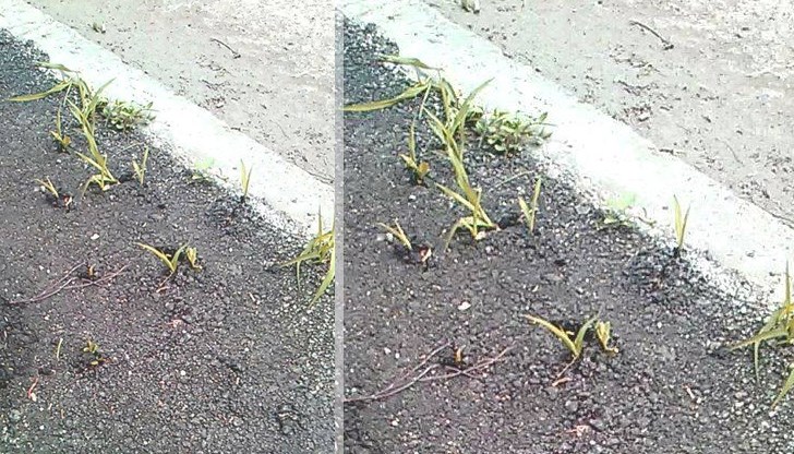 Полагаш асфалт, а после косиш трева! Полагаш асфалт, а после косиш трева!