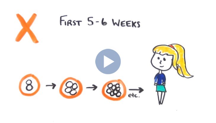 Y хромозомата не влиза в действие в момента на зачеването