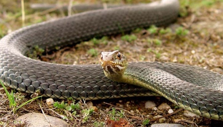 Влечугите се оказаха на метри от детска градина