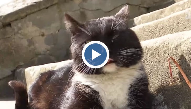 Домашният любимец на монасите се сдобил и с нов прякор след премеждието си - Поклонника