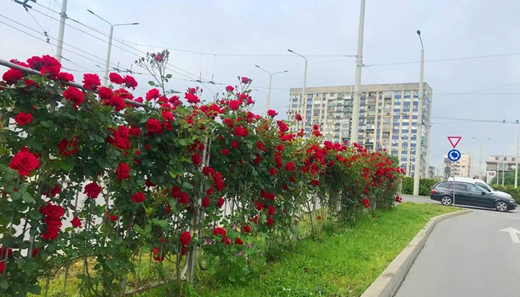 Русенци оценяват красотата на цветята, но също така за загрижени за видимостта на кръговото кръстовище