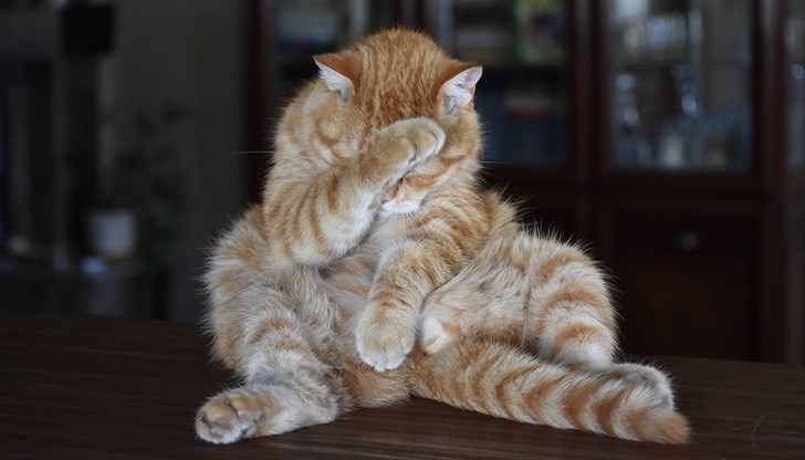 Срамът има връзка със зодиакалния ни знак Срамът има връзка със зодиакалния ни знак