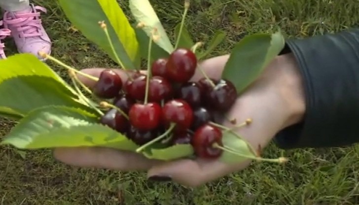 Кампанията ще започне от 1 юни