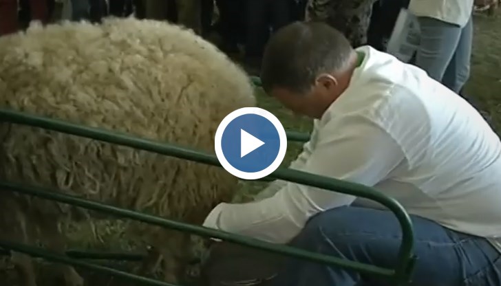 Най-атрактивното състезание по доене на овце