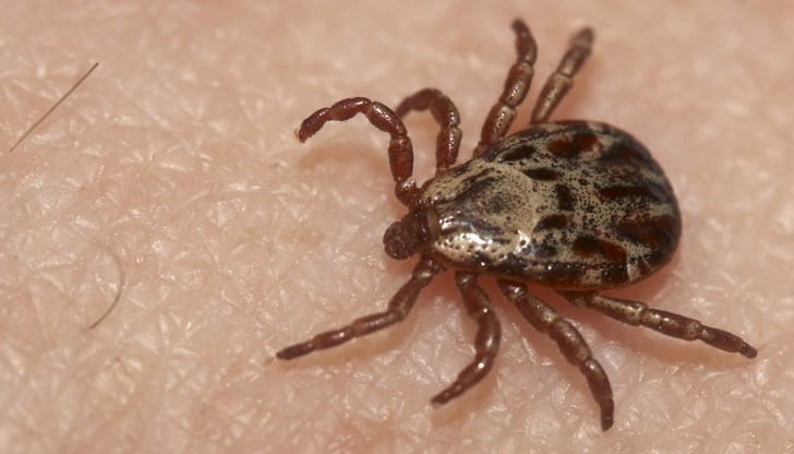 Кърлежите са изпратени за изследване в Националния център по заразни и паразитни болести