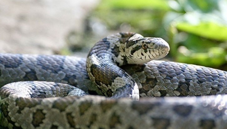 Преподавателят не разбрал какво е станало и отишъл на лекар чак на следващия ден Преподавателят не разбрал какво е станало и отишъл на лекар чак на следващия ден