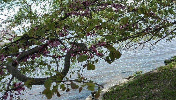 Влечугото е видяно в началото на парка в квартал “Аспарухово”