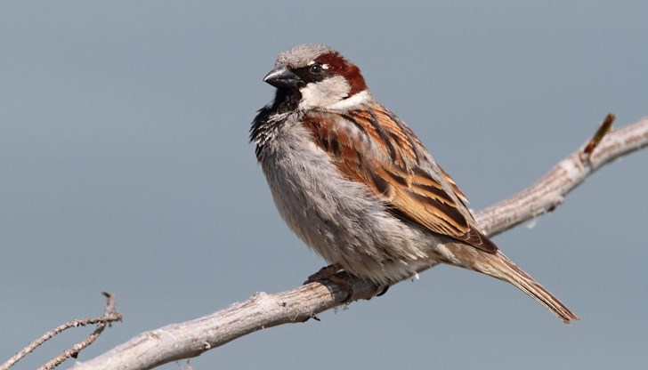 Странен феномен - гълъби има, но врабчетата се броят на пръсти, а на места изобщо липсват Странен феномен - гълъби има, но врабчетата се броят на пръсти, а на места изобщо липсват