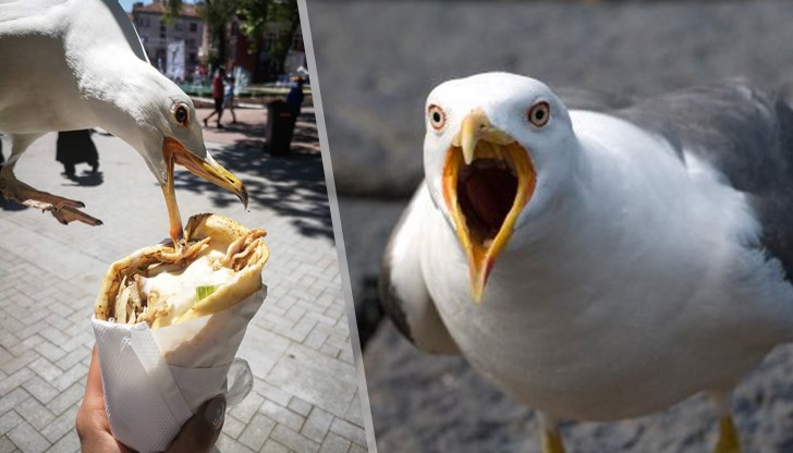 Впечатляващ кадър на посягащ към дюнер гларус Впечатляващ кадър на посягащ към дюнер гларус