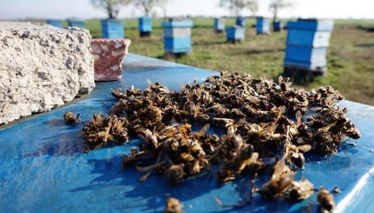 Вместо да се мисли за плащане за еко-услуга “опрашване” в България, земеделието върши “меча услуга" - изтребване на пчелите