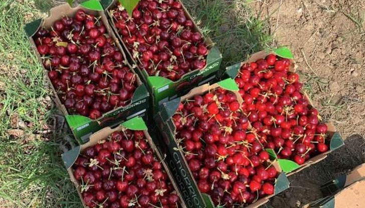 За съжаление реколтата не е богата, заради падналите слани