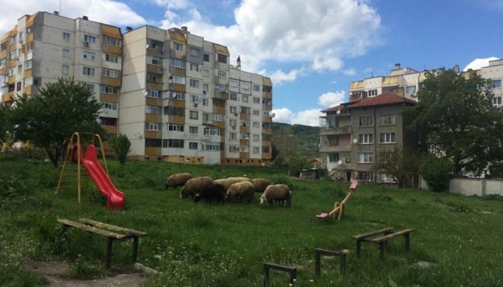 Хрупат тучна трева в една от градинките между блоковете в жилищния комплекс „Боян Българанов“