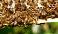 Франция забрани петте пестициди - убийци на пчели