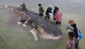 Намериха 3 килограма пластмаса в мъртъв кашалот