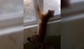 Лисица се заклещи на прозорец в жилищен блок