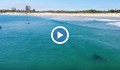 Акула пощади сърфисти