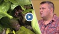 Д-р Сергей Иванов: В две от три салати има ешерихия коли
