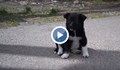 Кучета талисмани посрещат туристите в Чернобил