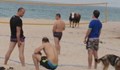 Крави създават дискомфорт на плажуващи край Варна