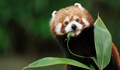 В Германия се роди червена панда