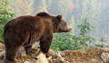 Руснак живял цял месец в бърлогата на ранилата го мечка