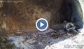 Птици от застрашен вид се излюпиха край Провадия
