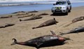 Морето край Перу изхвърли над 3000 мъртви делфина
