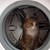 Котка прекара 35 минути във включена пералня