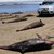 Морето край Перу изхвърли над 3000 мъртви делфина