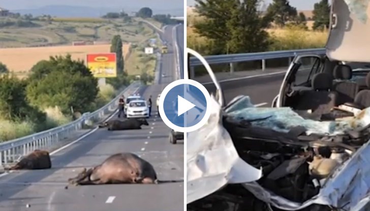 Отговорност носи собственикът на животните