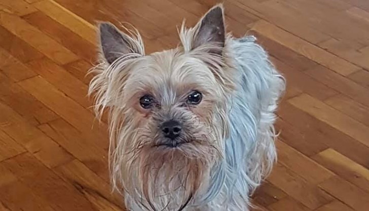 Кучето се казва Микеле Кучето се казва Микеле