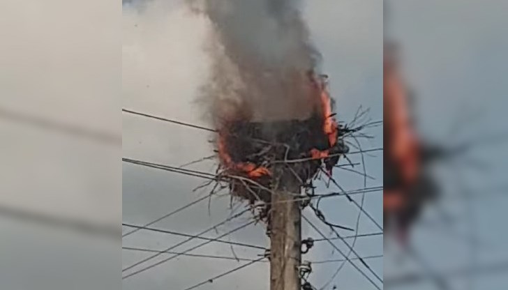 Пожарникари отказали да угасят пламналото гнездо