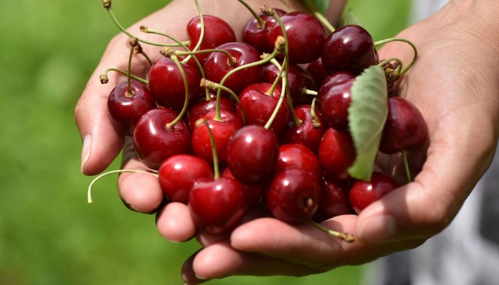 Надницата на берачите скочи на 60 стотинки за килограм