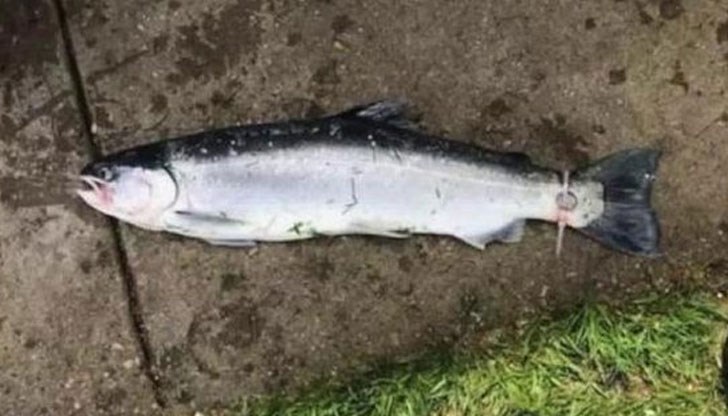 Капитан на кораб прикрепил към рибата прокълнатия си пръстен, който не искал да вижда след развода си, и пуснал пъстървата отново във водата Капитан на кораб прикрепил към рибата прокълнатия си пръстен, който не искал да вижда след развода си, и пуснал пъстървата отново във водата